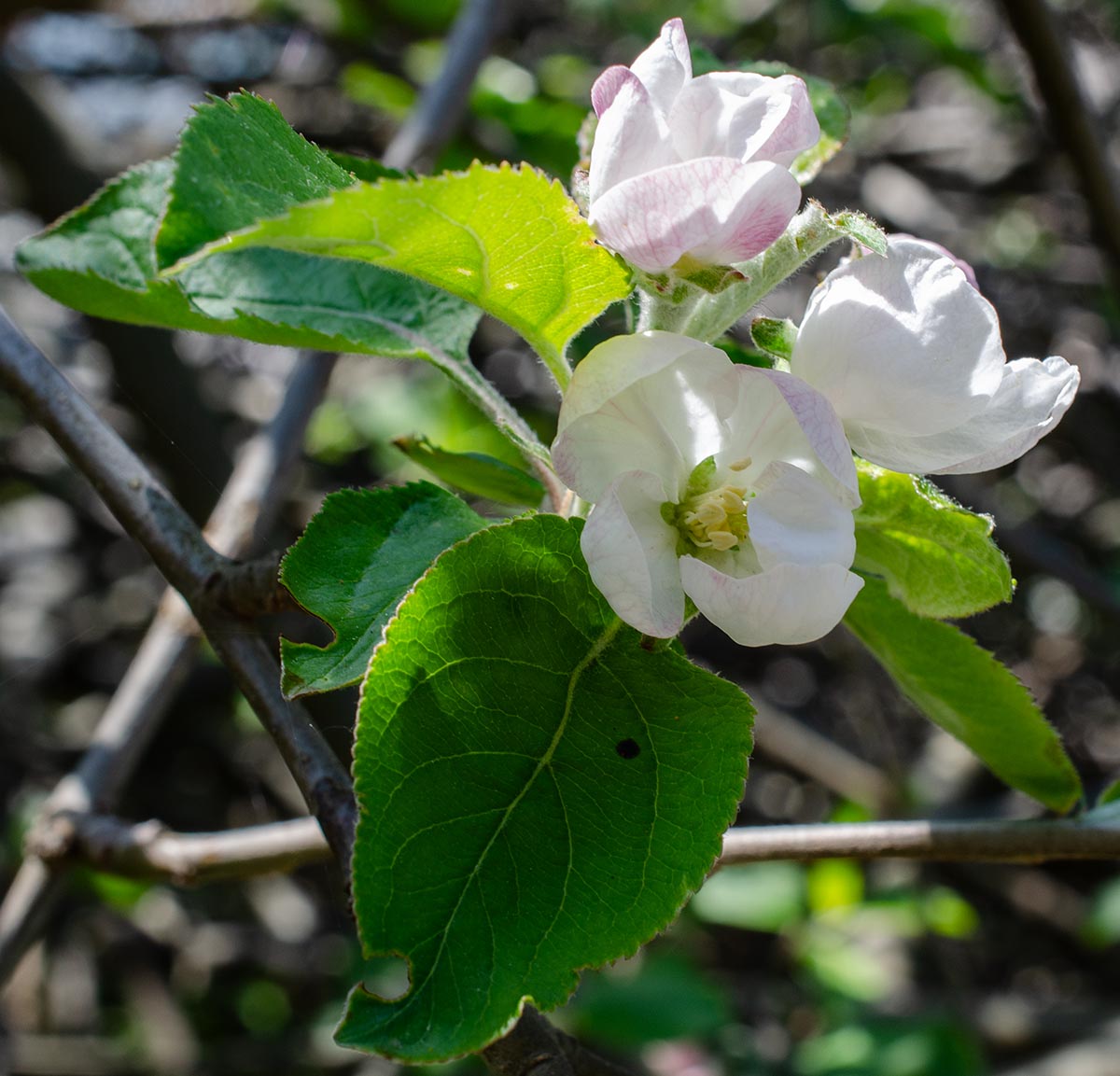 Bl&uuml;ten